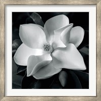 Framed Magnolia