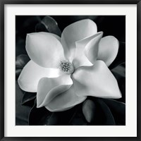 Framed Magnolia