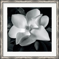 Framed Magnolia