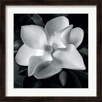 Framed Magnolia