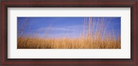 Framed Prairie Grass, Blue Sky, Marion County, Illinois, USA