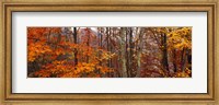 Framed Autumn trees in Great Smoky Mountains National Park, North Carolina, USA
