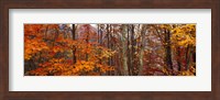 Framed Autumn trees in Great Smoky Mountains National Park, North Carolina, USA