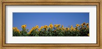 Framed Sunflowers in a field, Marion County, Illinois, USA (Helianthus annuus)