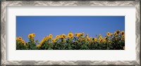 Framed Sunflowers in a field, Marion County, Illinois, USA (Helianthus annuus)