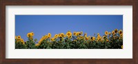 Framed Sunflowers in a field, Marion County, Illinois, USA (Helianthus annuus)