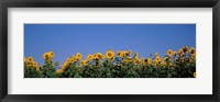 Framed Sunflowers in a field, Marion County, Illinois, USA (Helianthus annuus)