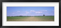 Framed Soybean field in a landscape, Marion County, Illinois, USA
