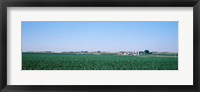 Framed Soybean field Ogle Co IL USA