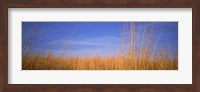 Framed Grass in a field, Marion County, Illinois, USA