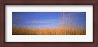 Framed Grass in a field, Marion County, Illinois, USA