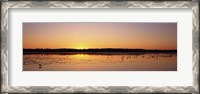 Framed Pelicans and other wading birds at sunset, J.N. Ding Darling National Wildlife Refuge, Sanibel Island, Florida, USA