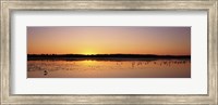 Framed Pelicans and other wading birds at sunset, J.N. Ding Darling National Wildlife Refuge, Sanibel Island, Florida, USA