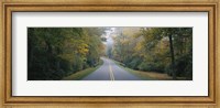 Framed Trees along a road, Blue Ridge Parkway, North Carolina, USA