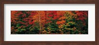 Framed Fall Maple Trees