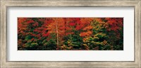 Framed Fall Maple Trees