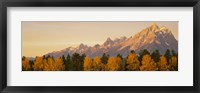 Framed Aspen trees on a mountainside, Grand Teton, Teton Range, Grand Teton National Park, Wyoming, USA