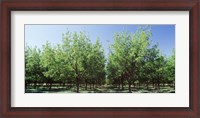 Framed USA, New Mexico, Tularosa, pecan trees