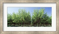 Framed USA, New Mexico, Tularosa, pecan trees
