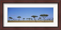 Framed Acacia trees on a landscape, Maasai Mara National Reserve, Kenya