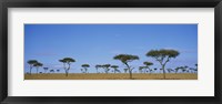 Framed Acacia trees on a landscape, Maasai Mara National Reserve, Kenya
