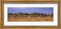 Framed View Of A Group Of Giraffes In The Wild, Maasai Mara, Kenya