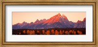 Framed Aspens, Teton Range, Grand Teton National Park, Wyoming, USA