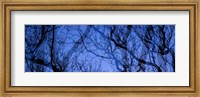 Framed Trees