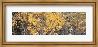 Framed Aspen trees in autumn, Grand Teton National Park, Wyoming, USA