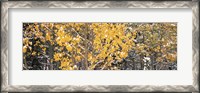 Framed Aspen trees in autumn, Grand Teton National Park, Wyoming, USA