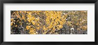 Framed Aspen trees in autumn, Grand Teton National Park, Wyoming, USA