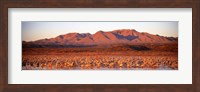 Framed Sandhill Crane, Bosque Del Apache, New Mexico, USA