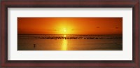 Framed Flock of seagulls on the beach at sunset, South Padre Island, Texas, USA