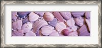 Framed Close-up of seashells