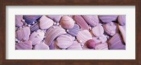 Framed Close-up of seashells