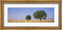 Framed Two almond trees in wheat field, Plateau De Valensole, France