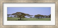 Framed Kenya, View of trees in flat grasslands