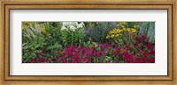 Framed Close-up of flowers in a garden