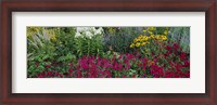 Framed Close-up of flowers in a garden