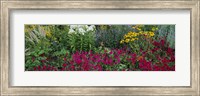 Framed Close-up of flowers in a garden