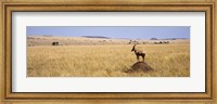 Framed Side profile of a Topi standing on a termite mound, Masai Mara National Reserve, Kenya