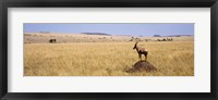 Framed Side profile of a Topi standing on a termite mound, Masai Mara National Reserve, Kenya