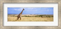 Framed Giraffe, Maasai Mara, Kenya