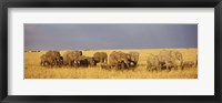 Framed Elephants on the Grasslands, Masai Mara National Reserve, Kenya
