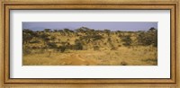 Framed Trees on a landscape, Samburu National Reserve, Kenya