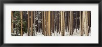 Framed Lodgepole Pines and Snow Grand Teton National Park WY