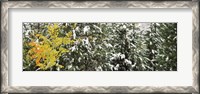 Framed Trees covered with snow, Grand Teton National Park, Wyoming, USA