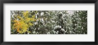 Framed Trees covered with snow, Grand Teton National Park, Wyoming, USA