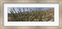 Framed Ocotillo Anza Borrego Desert State Park CA