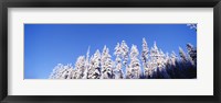 Framed Pine Trees in Winter, Oregon